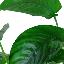 Anubias barteri var. caladiifolia - XL potte