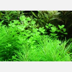Micranthemum umbrosum - potte