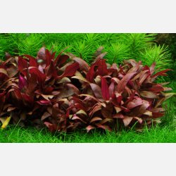 Alternanthera reineckii 'Mini' - 1-2-grow