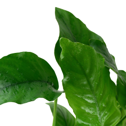 Anubias barteri var. barteri - potte