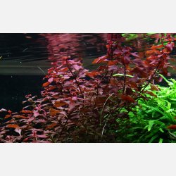 Ludwigia palustris 'Super Red' - potte