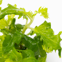 Hygrophila difformis - 1-2-grow