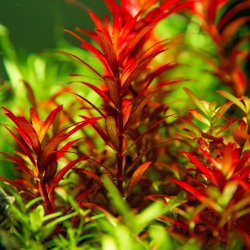 Rotala rotundifolia 'Blood Red' - 1-2-grow