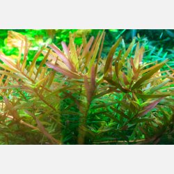 Rotala rotundifolia 'H'ra' - 1-2-grow