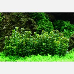 Rotala indica 'Bonsai' - 1-2-grow