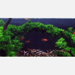 Vesicularia ferriei 'Weeping Moss' - 1-2-grow