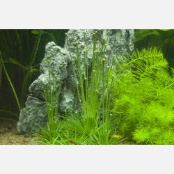 Eriocaulon cinereum - 1-2-grow