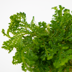 Selaginella uncinata - 1-2-grow