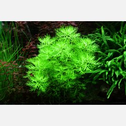 Hottonia palustris - 1-2-grow
