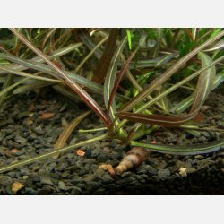 Hygrophila lancea 'Araguaia' - 1-2-grow