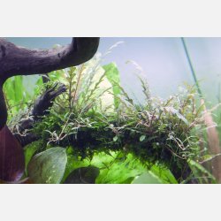 Hygrophila pinnatifida - 1-2-grow