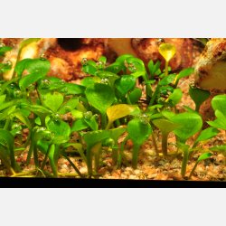 Marsilea hirsuta - 1-2-grow