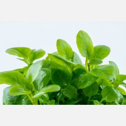 Lobelia cardinalis 'Mini' - 1-2-grow