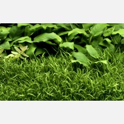 Lilaeopsis brasiliensis - 1-2-grow