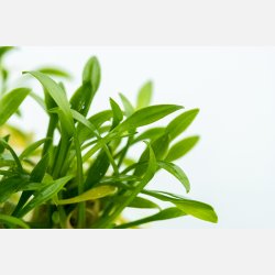 Cryptocoryne parva - 1-2-grow