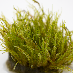 Plagiomnium sp. 'Thyme Moss'  - 1-2-grow
