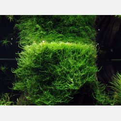 Taxiphyllum barbieri 'Bogor Moss' - 1-2-grow