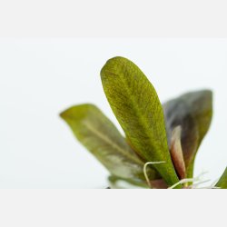 Echinodorus 'Reni' - 1-2-grow