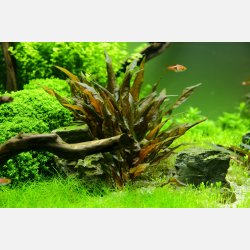 Cryptocoryne wendtii 'Tropica' - potte