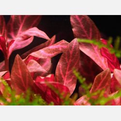 Alternanthera reineckii 'Rosanervig' - potte
