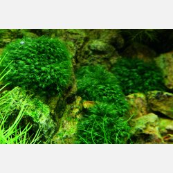 Fissidens fontanus - portion