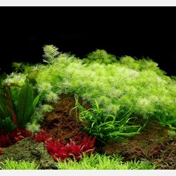 Myriophyllum mattogrossense - potte
