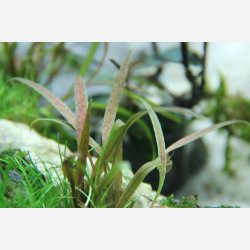 Cryptocoryne albida 'Brown' - potte