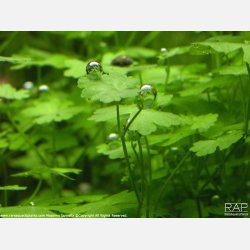 Hydrocotyle tripartita - potte