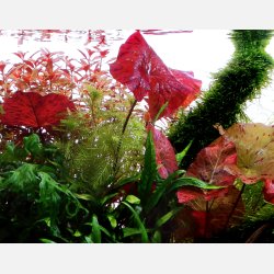 Nymphaea lotus - potte