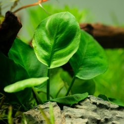 Anubias barteri Coin Leaf - potte 