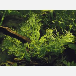 Microsorum pteropus 'Windeløv' - potte
