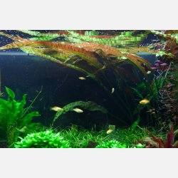 Cryptocoryne usteriana - potte