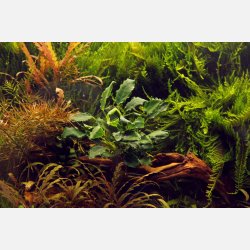 Anubias barteri var. nana Kirin - potte