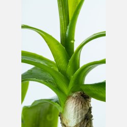 Crinum thaianum - potte