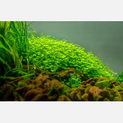 Shinnersia rivularis 'Weiss-Grn' - potte