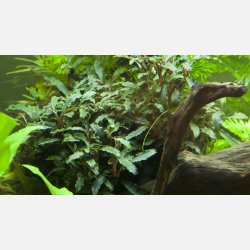 Bucephalandra sp. 'Red' - potte