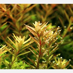 Rotala rotundifolia - potte