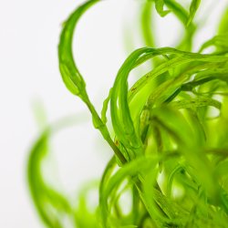 Najas guadalupensis 'Guppy Grass' - 1-2-grow