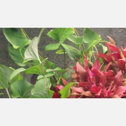 Anubias gracilis - potte