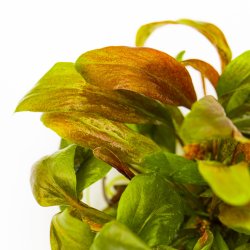 Lysimachia parvifolia �Red� - 1-2-grow