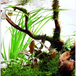 Cyperus helferi - potte