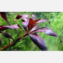 Ludwigia glandulosa - potte