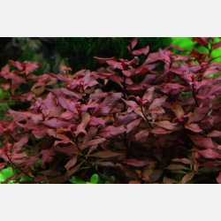 Ludwigia palustris 'Super Red' - potte