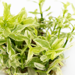 Hygrophila polysperma 'White' - 1-2-grow