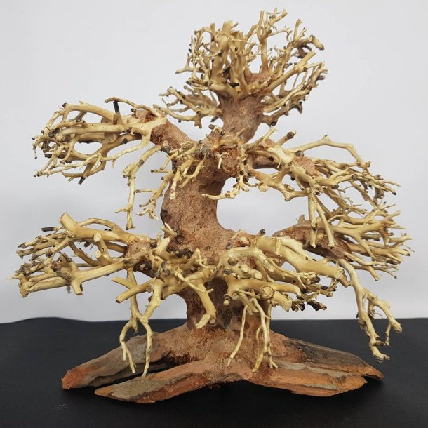 Bonsai Tree Banyan 