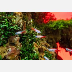 UNS Atmos - Background