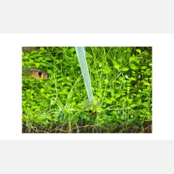 ADA Phyton Git SOL 100 ml